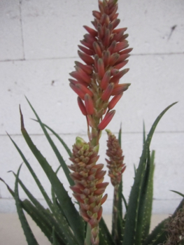 Preview: Aloe Safari Sunrise 2